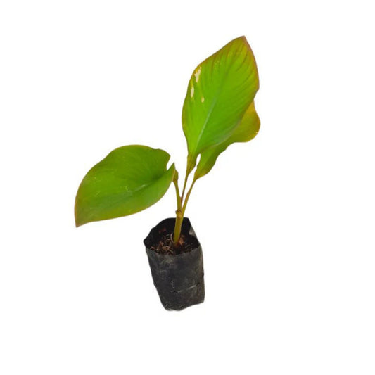 バナナ (ඇම්බුන් කෙසෙල් (පටක රෝපණ)) 果物植物