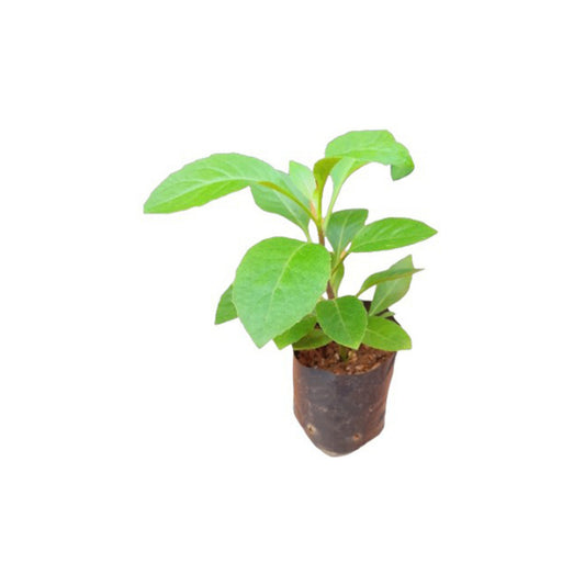 インスリン植物 (චීන නිවිති | ඉන්සියුලින් පැල) 薬用植物