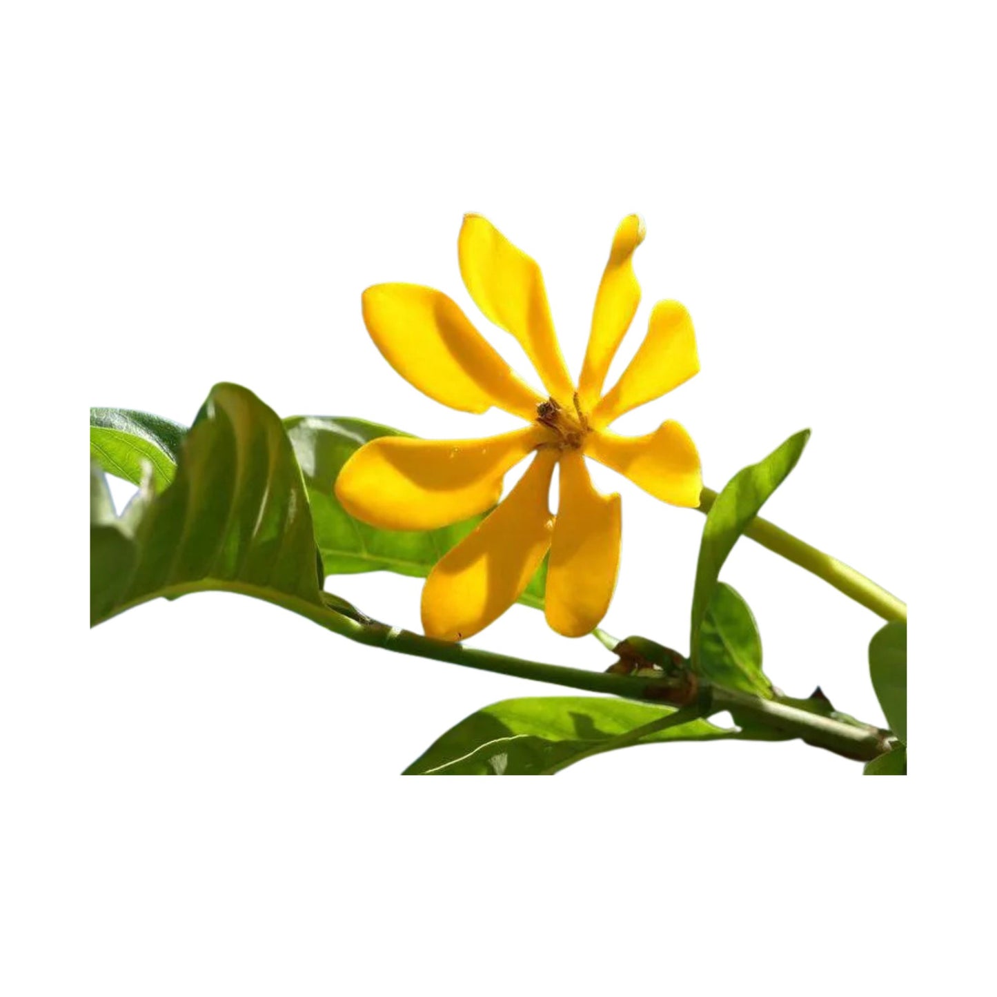 ビハーラ ピチャ (විහාර පිච්ච) 花とエキゾチックな植物