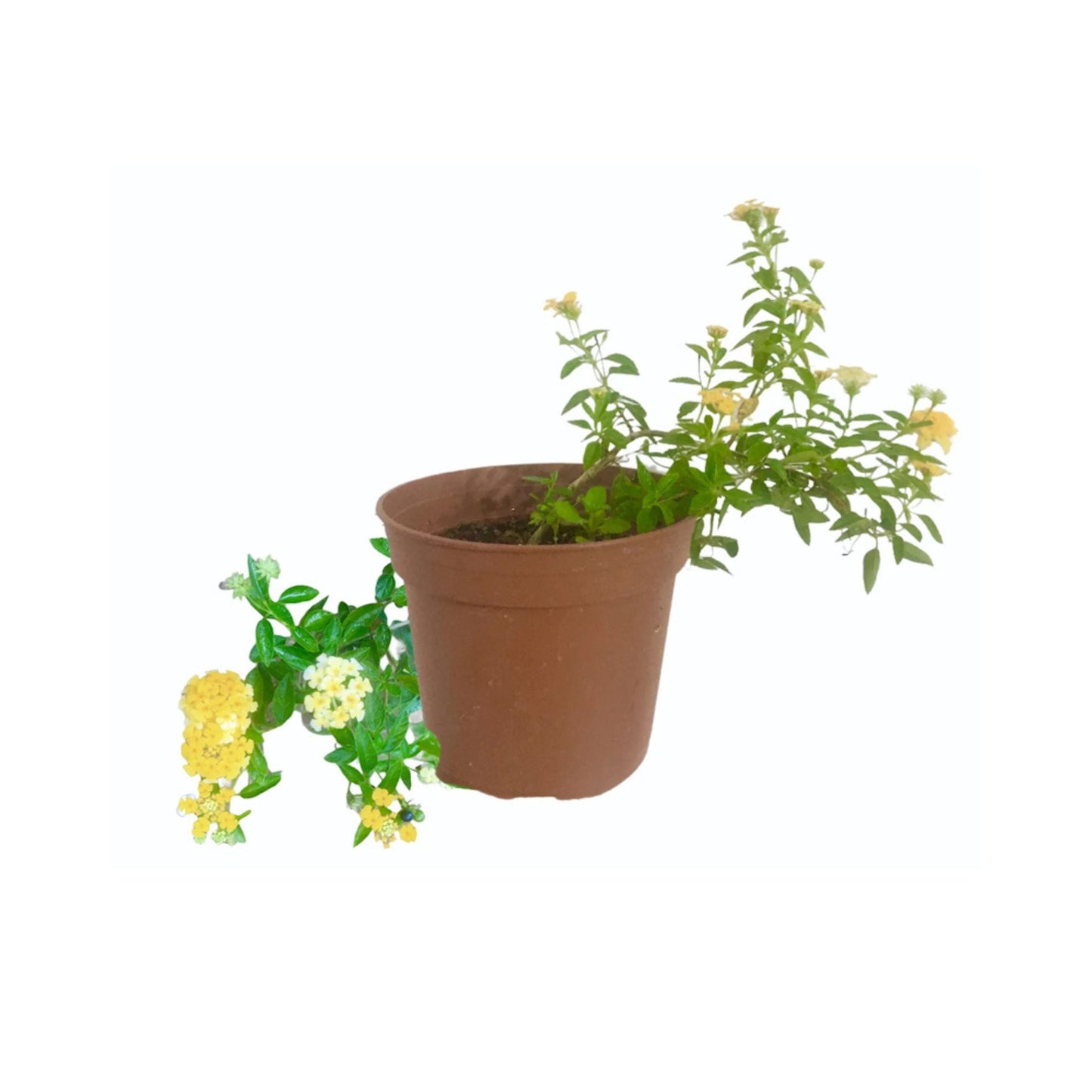 ランタナ植物 (ලන්තානා) 花と珍しい植物