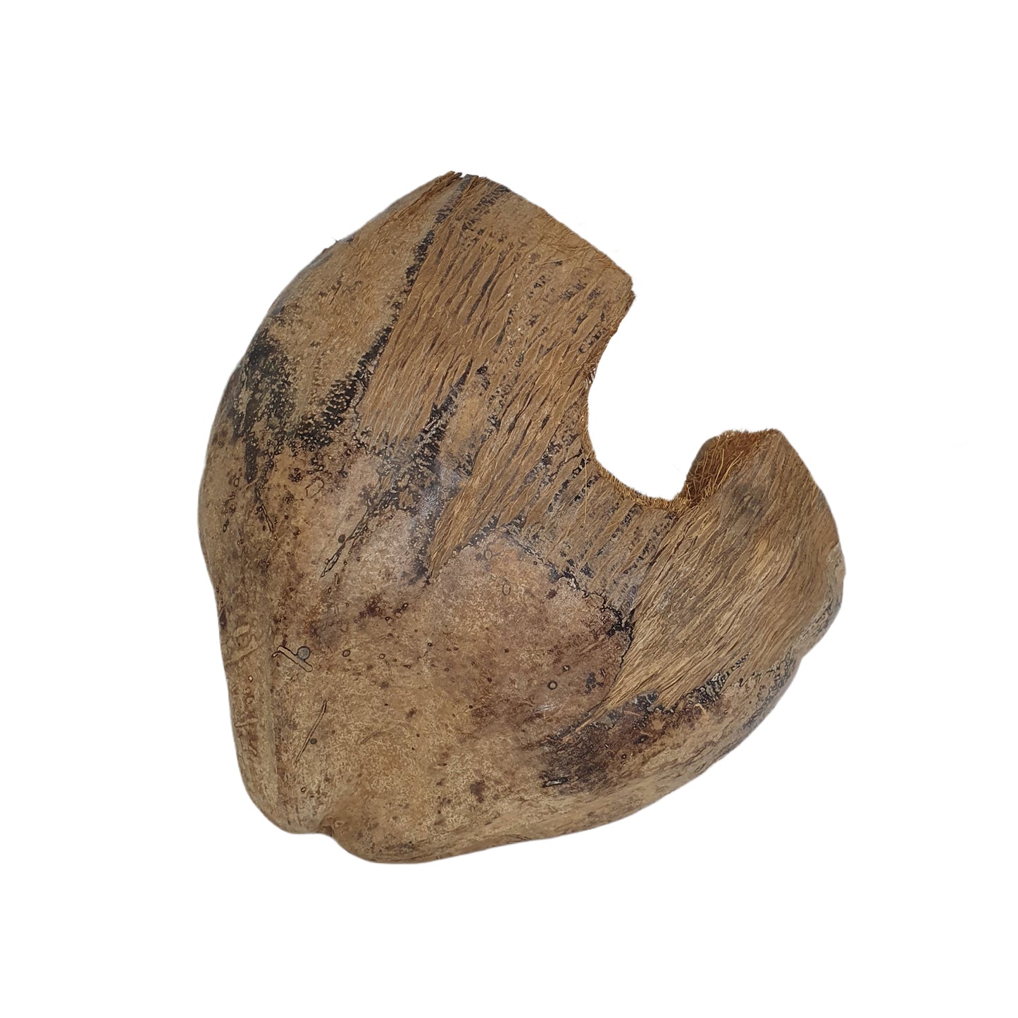 ビベンロナチュラル 3/4 ココアハイドアウトハスクデザイン (フリーサイズ)