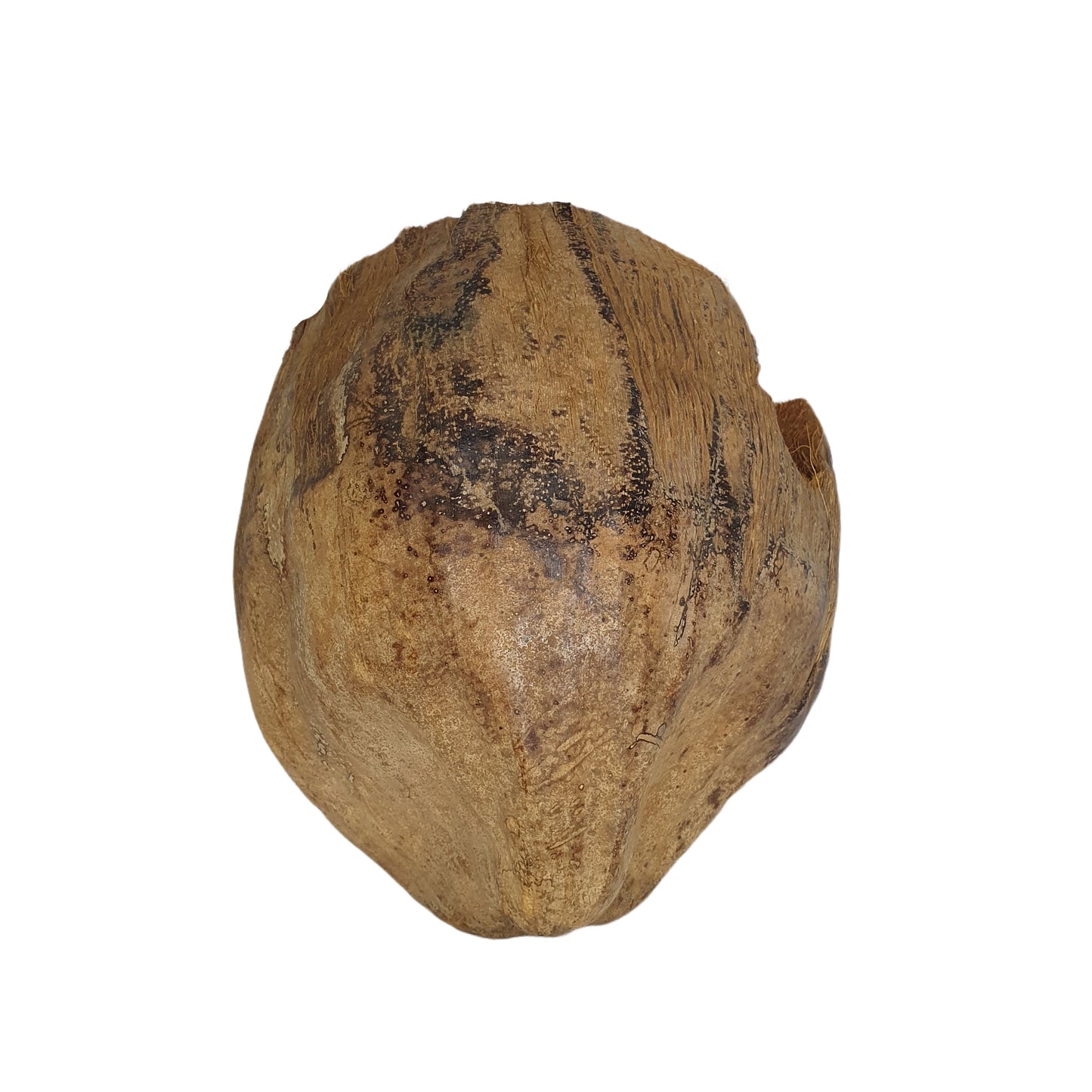 ビベンロナチュラル 3/4 ココアハイドアウトハスクデザイン (フリーサイズ)