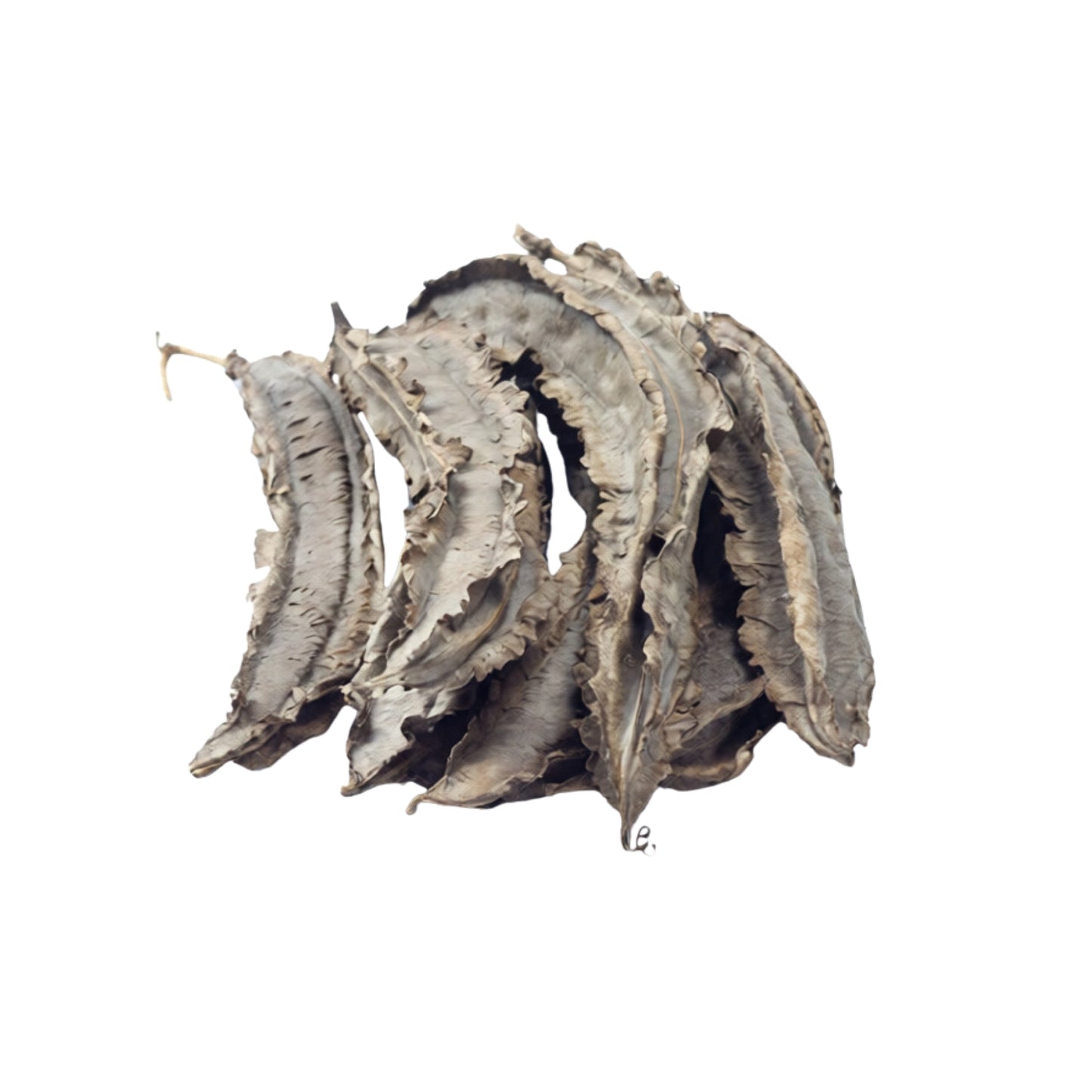 ラクプラ・ウィングド・ビーンズ