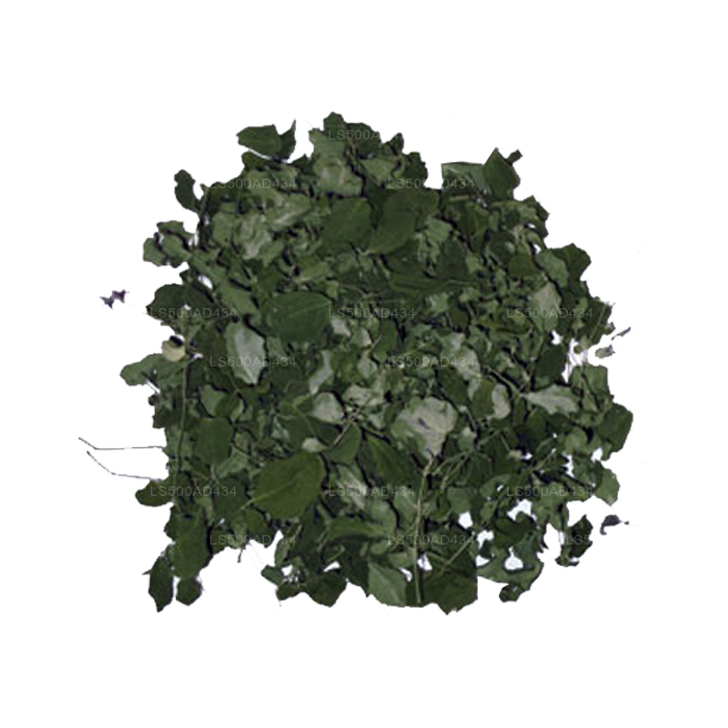 ラックプラ 乾燥モリンガ オレイフェラ葉 (100g)
