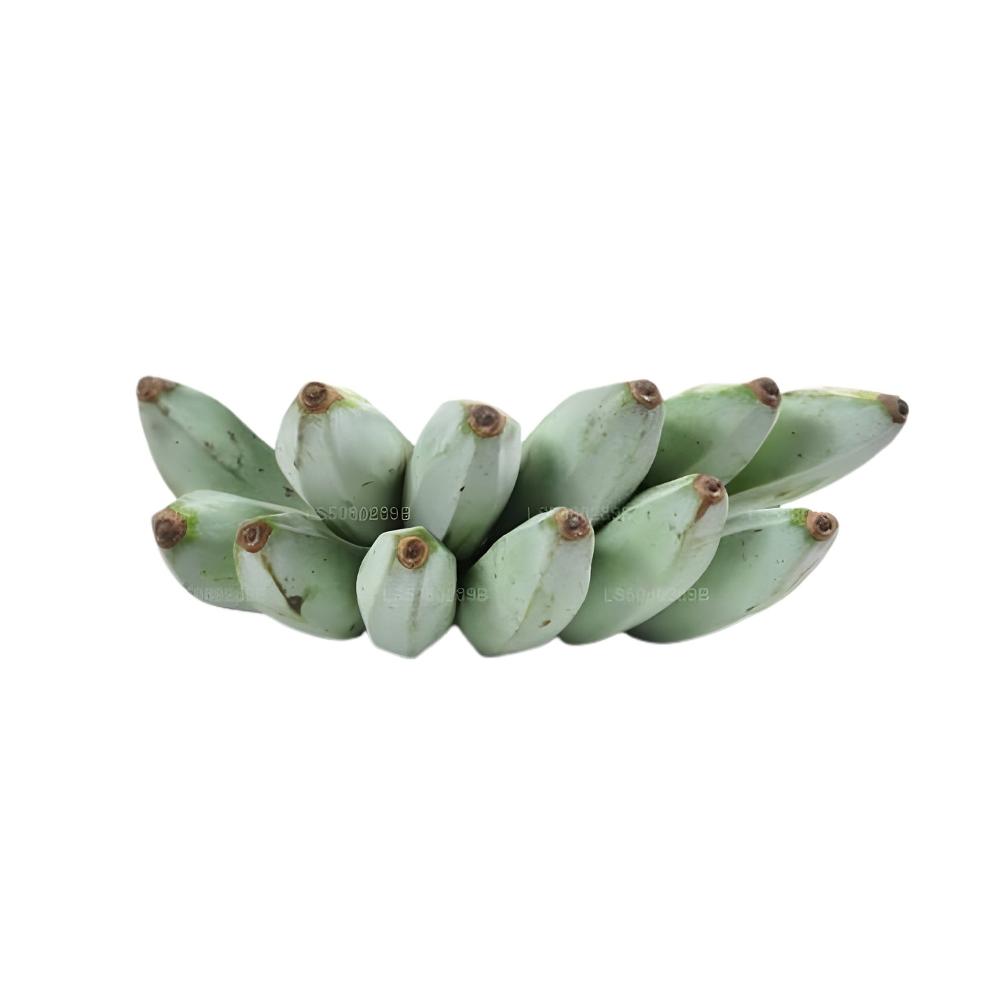 トネリコプランテン - අලුකෙහෙල් (250g)