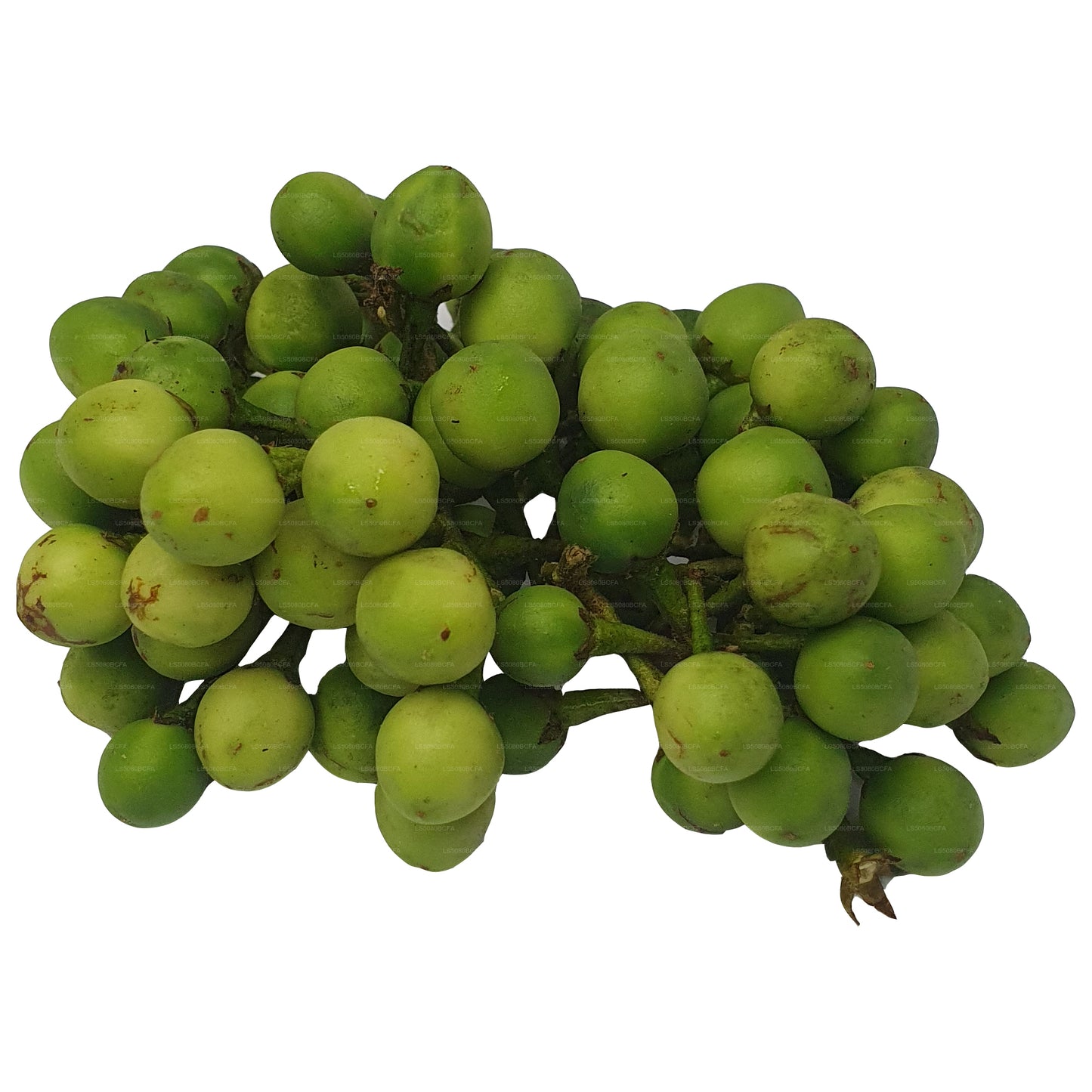 ティバトゥ - තිබ්බටු (500g)