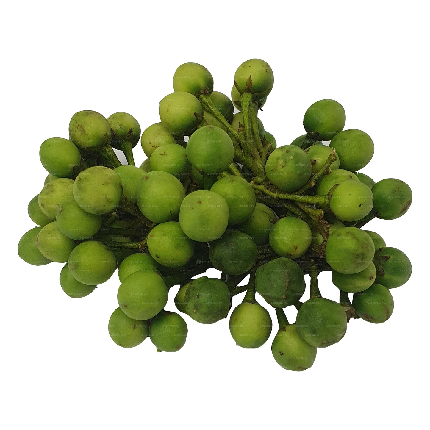 ティバトゥ - තිබ්බටු (500g)