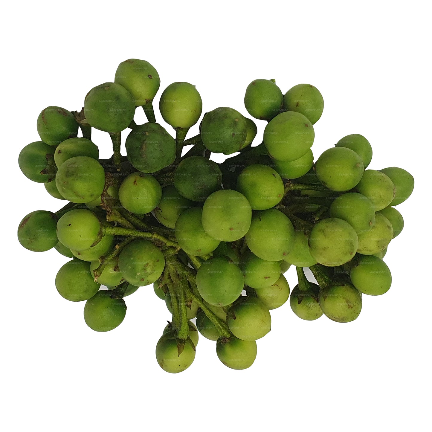 ティバトゥ - තිබ්බටු (500g)