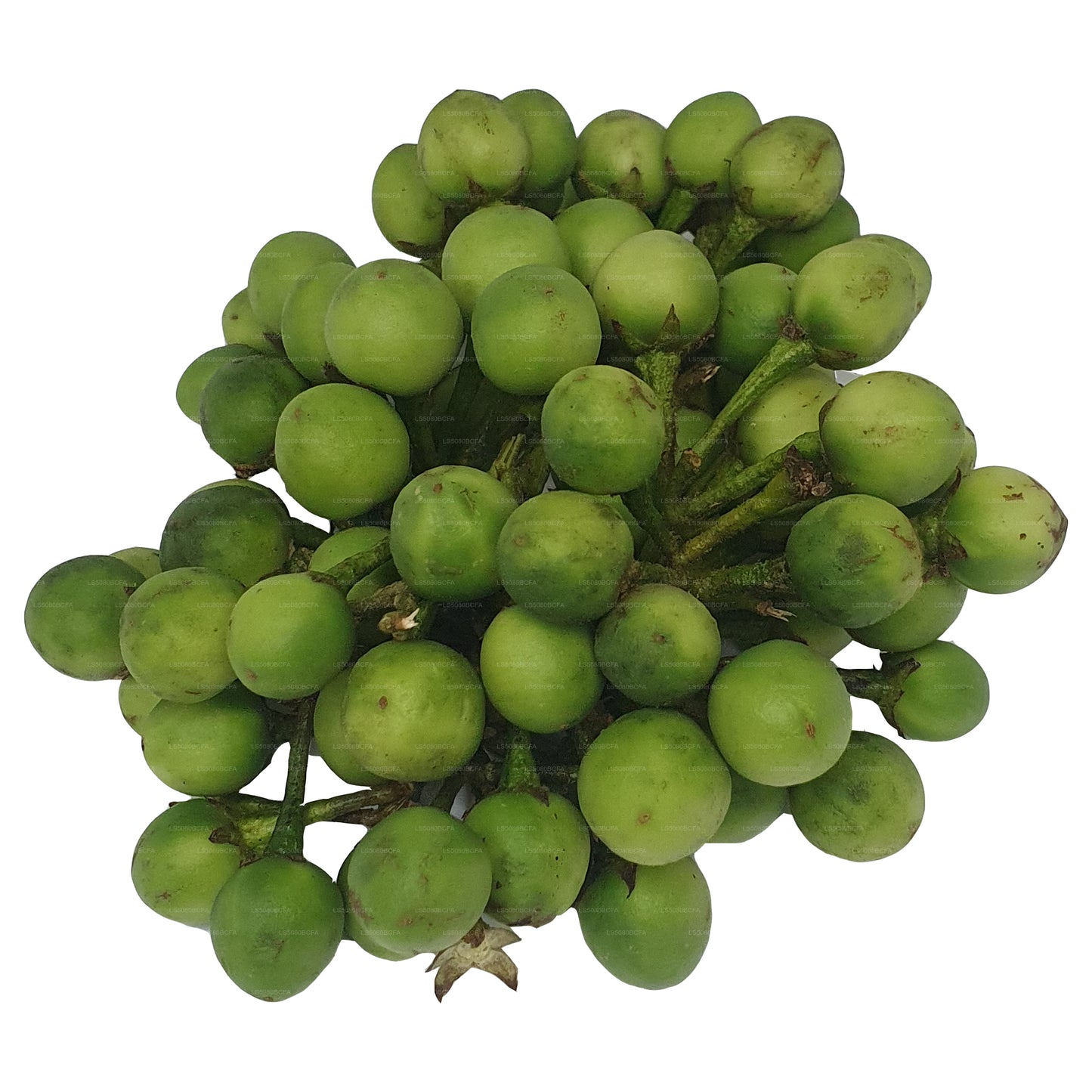 ティバトゥ - තිබ්බටු (500g)
