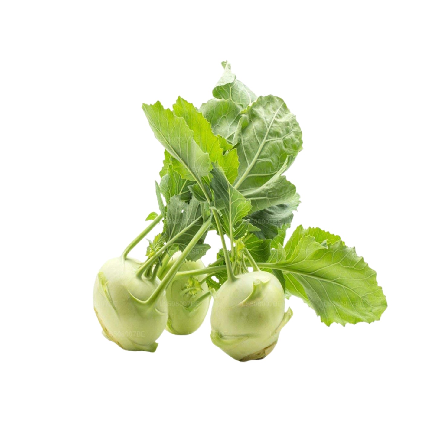 ノールコール - නො කෝල් (500g)