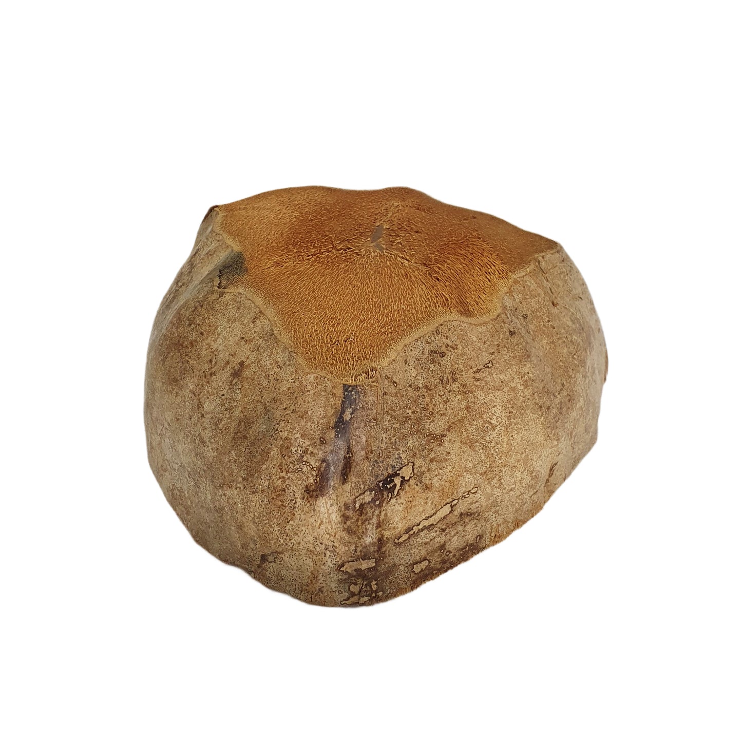 Bivenro 天然ココナッツ植木鉢デザイン (フリーサイズ)