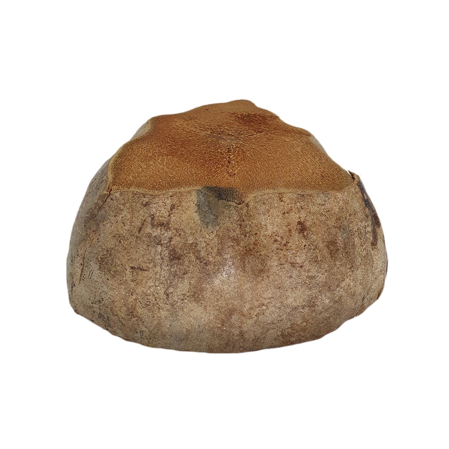 Bivenro 天然ココナッツ植木鉢デザイン (フリーサイズ)