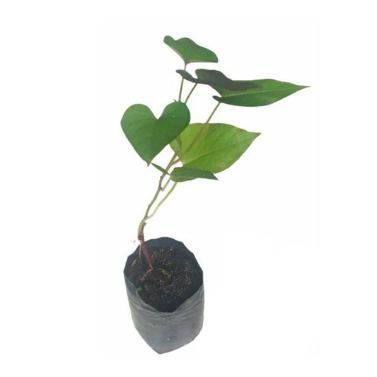 紫芋 (දම්පාට බතල) 野菜植物