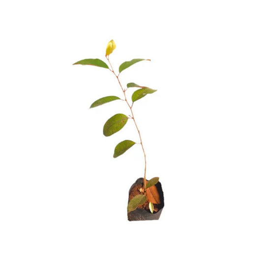 キリパル (කිරි පලු ලේයර්) 果樹