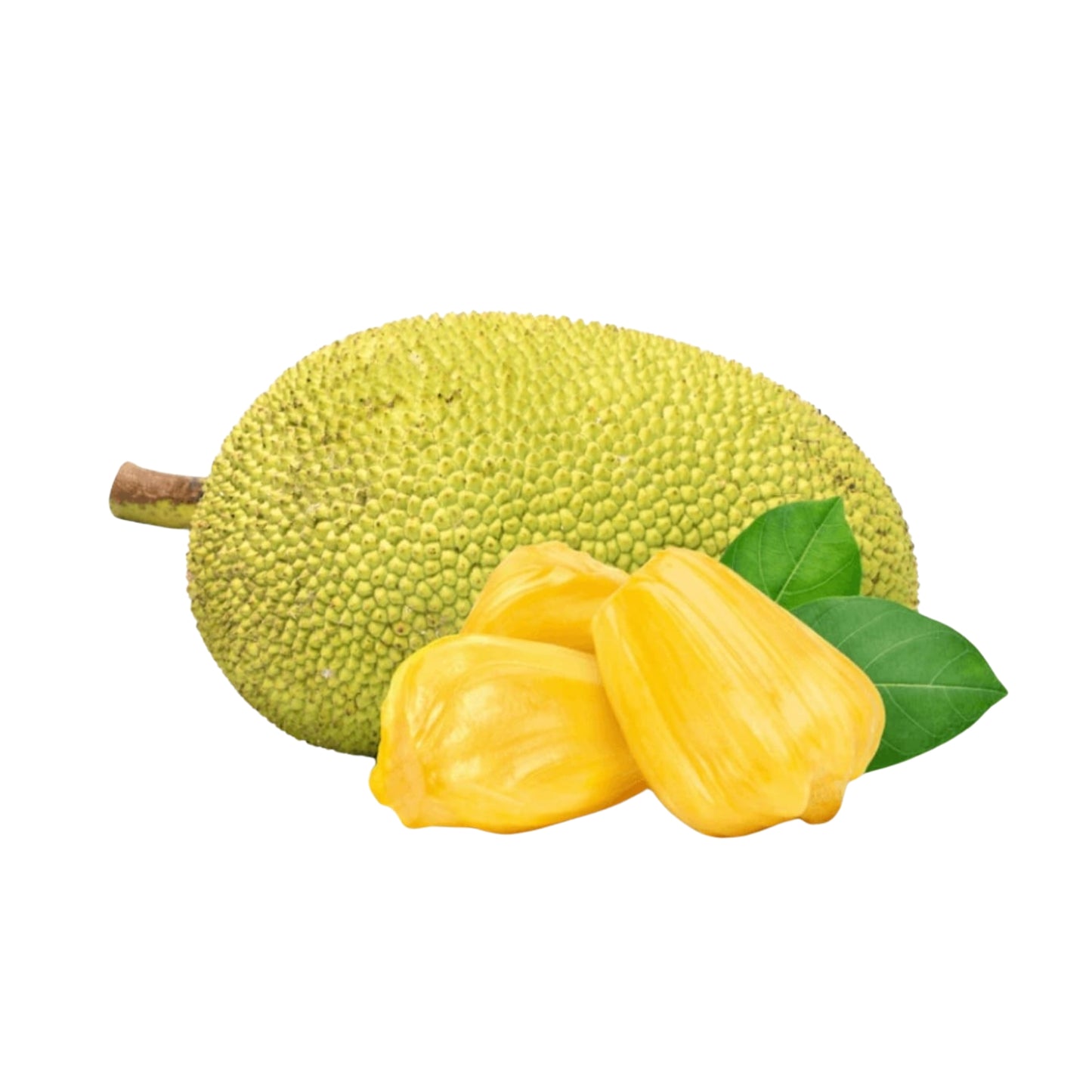 セイロンジャックフルーツ (දේශීය පැණි වරකා (බද්ධ)) 果樹