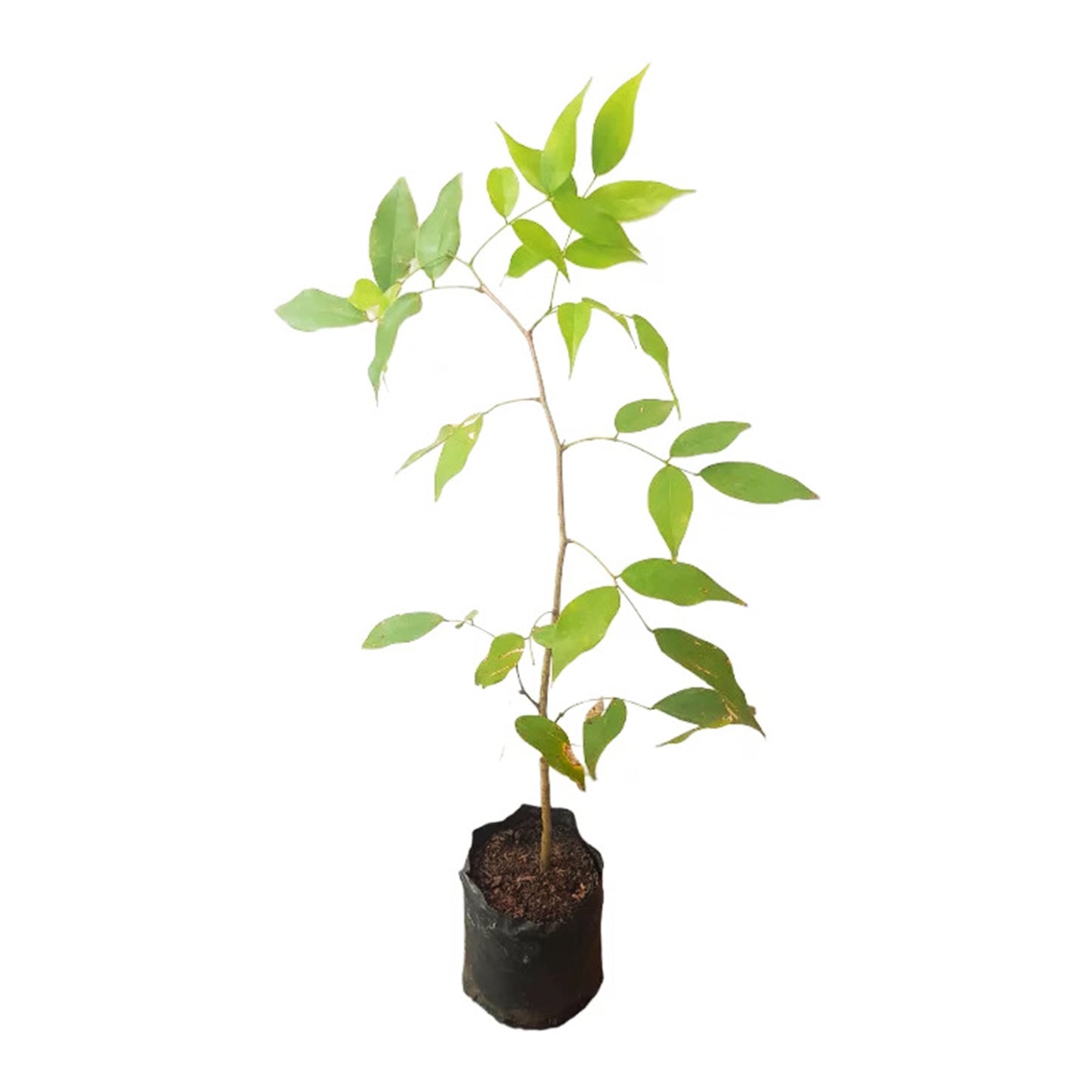 ベルベットタマリンド (ගල් සියඹලා බීජ) 果実植物
