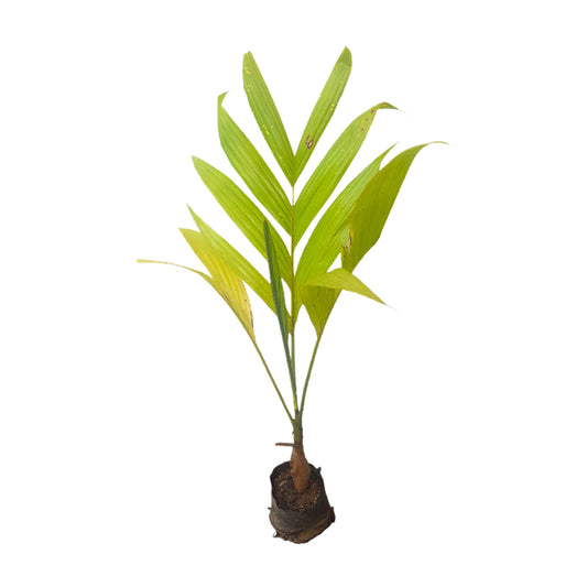 アレカナッツ (දේශීය පුවක් බීජ) 森林植物