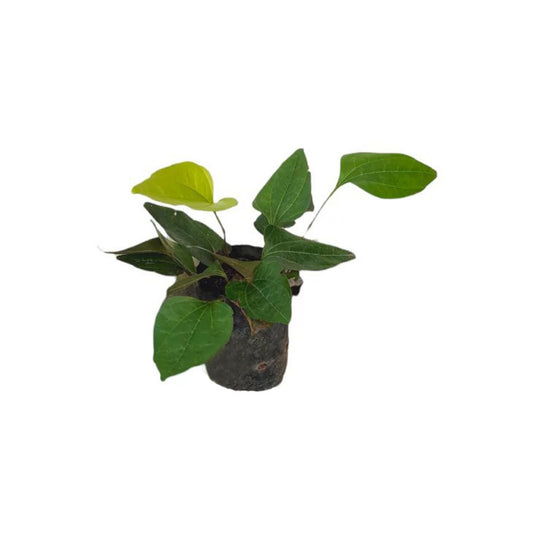 ビン・ポル (බිං පොල්) 薬用植物