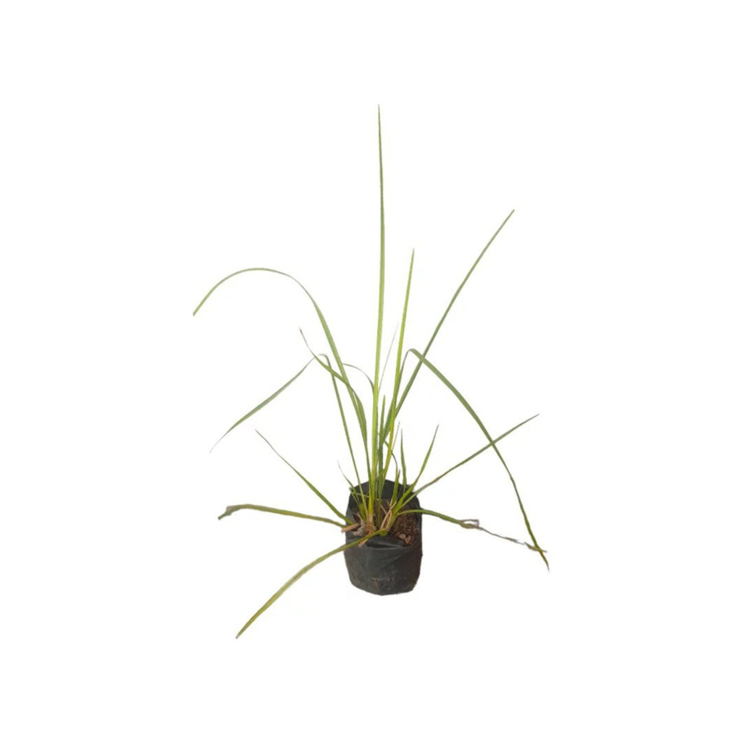 ベチバーグラス (සැවැන්දරා) 薬用植物