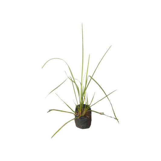 ベチバーグラス (සැවැන්දරා) 薬用植物