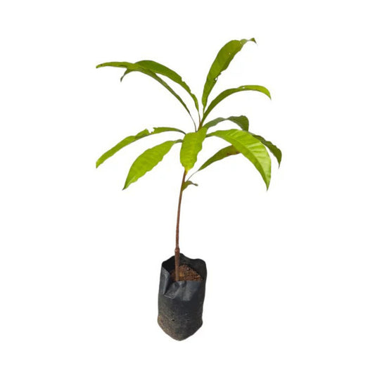 サポテ (ලාවුලු බද්ධ) 果樹