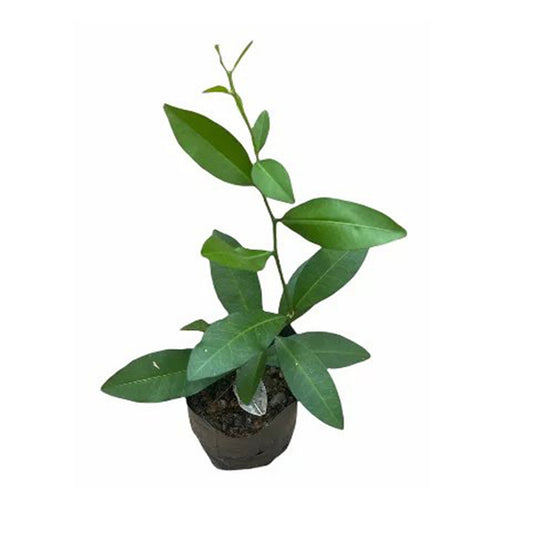ヤキナラン () 薬用植物