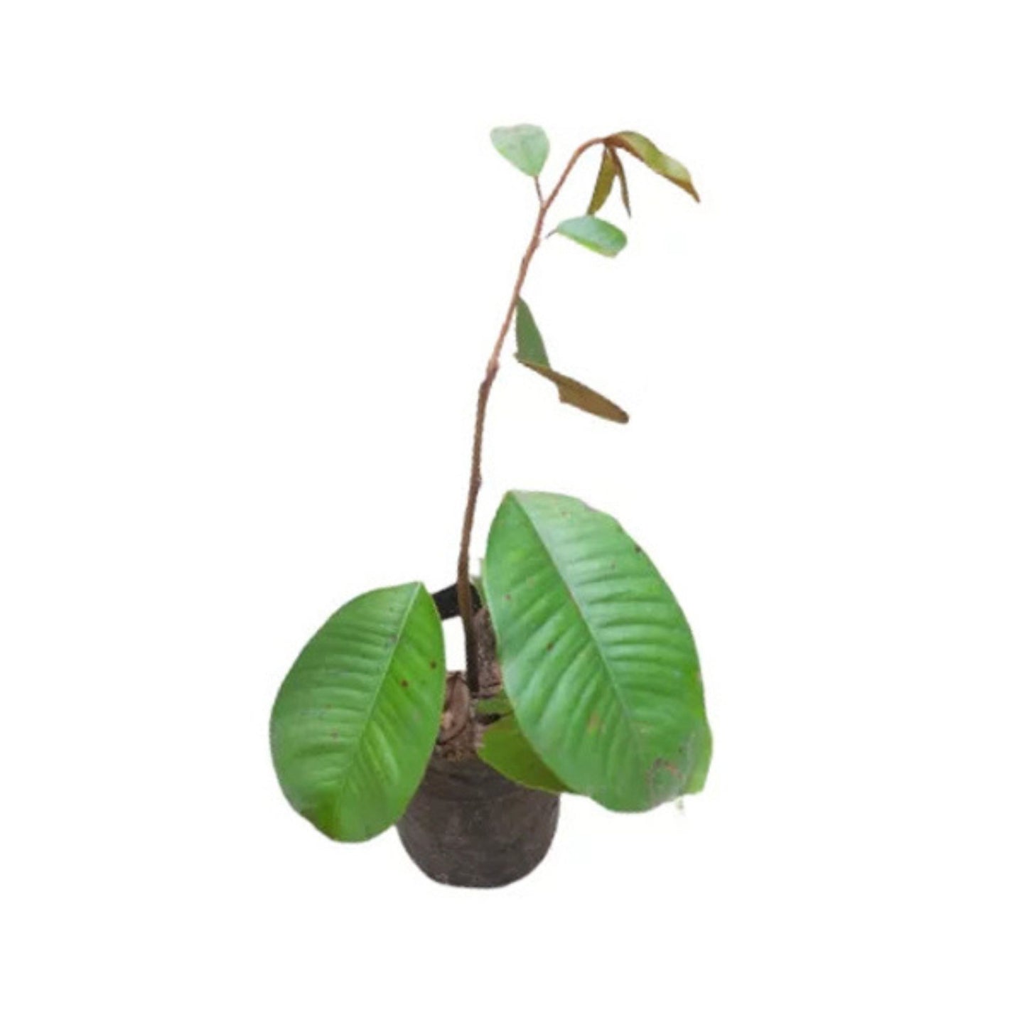 バクミー(බක්මී බීජ) 花と珍しい植物