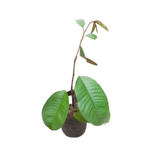 バクミー(බක්මී බීජ) 花と珍しい植物
