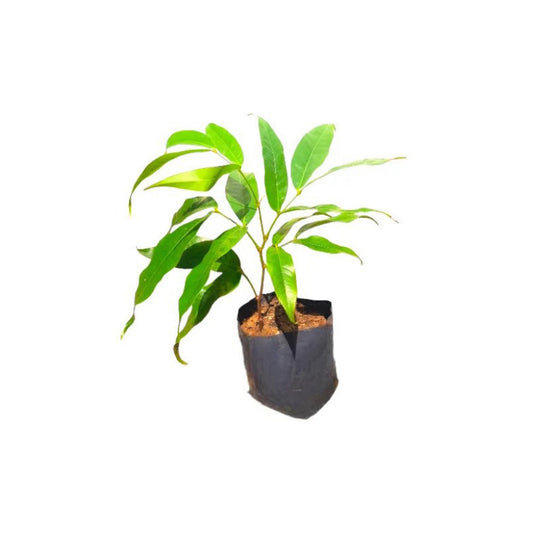 アショカ (අශෝක) 薬用植物