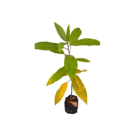アティティッカ (අත්තික්කා ලේයර්) 薬用植物