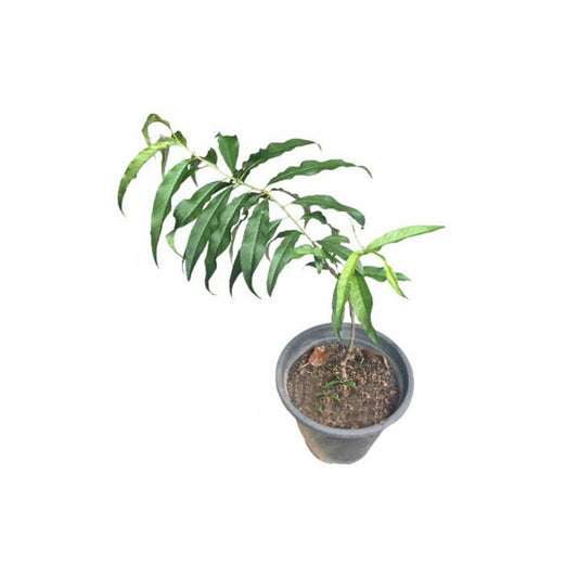 桃 (පීච් බඳුන්ගත පැල) 果樹