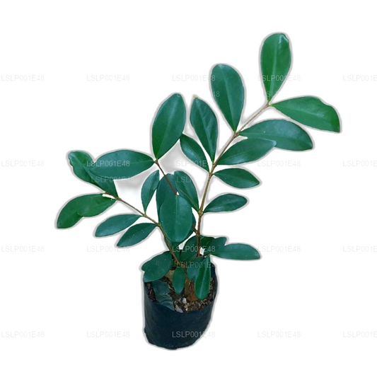 オーストラリアンビーチチェリー (ඔස්ට්‍රේලියන් බීච් චෙරි) 果樹
