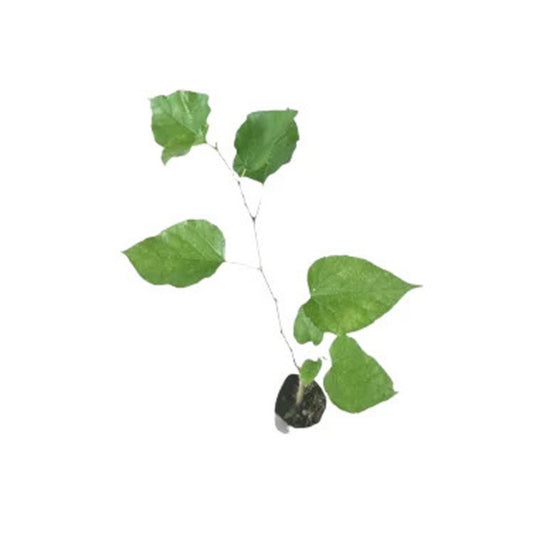 セイロンマルベリー (දේශීය මල්බෙරි (ලේයර්)) 果樹