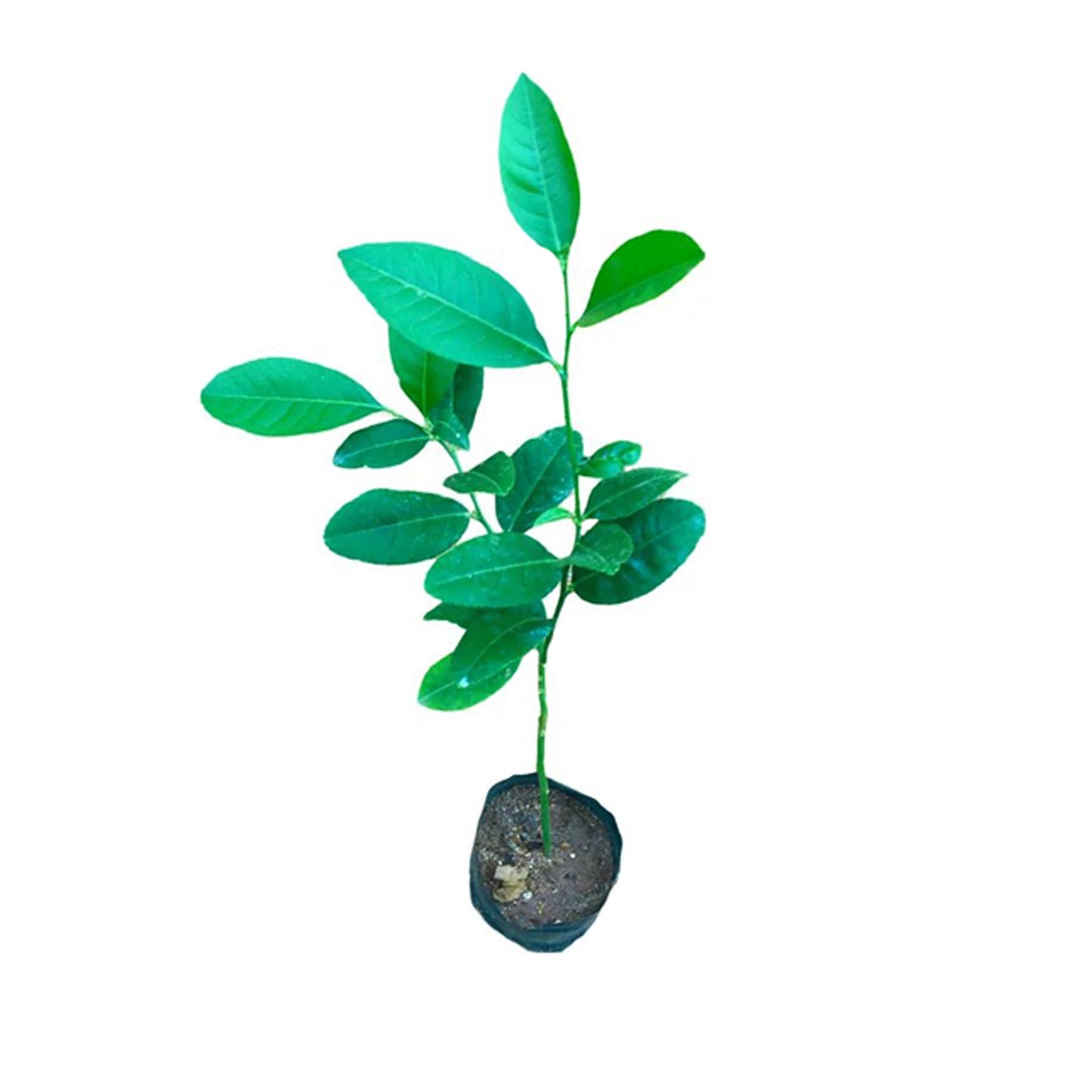 レモン (දිග ලෙමන්) 果樹