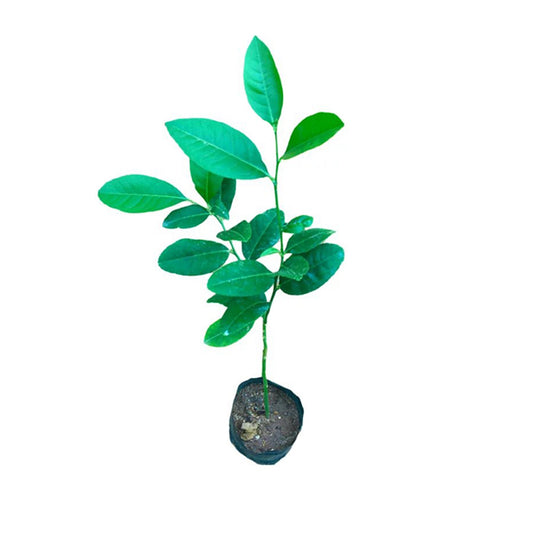 レモン (දිග ලෙමන්) 果樹