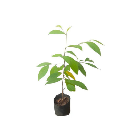 ラート カロー (රත් කරව් බීජ) 薬用植物