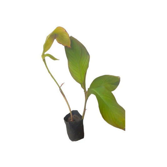 ブッサラナ (බුත්සරණ) 薬用植物