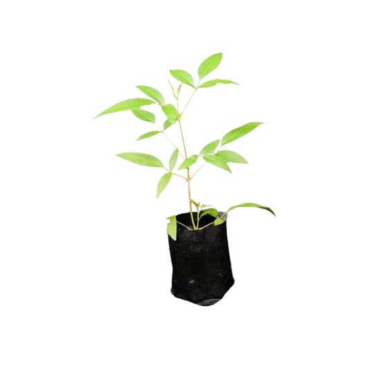 ニカ (නික) 薬用植物