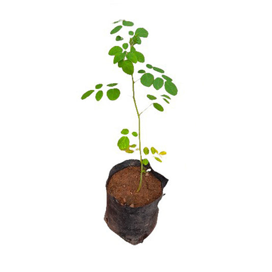 モリンガ (මුරුංගා) 薬用植物