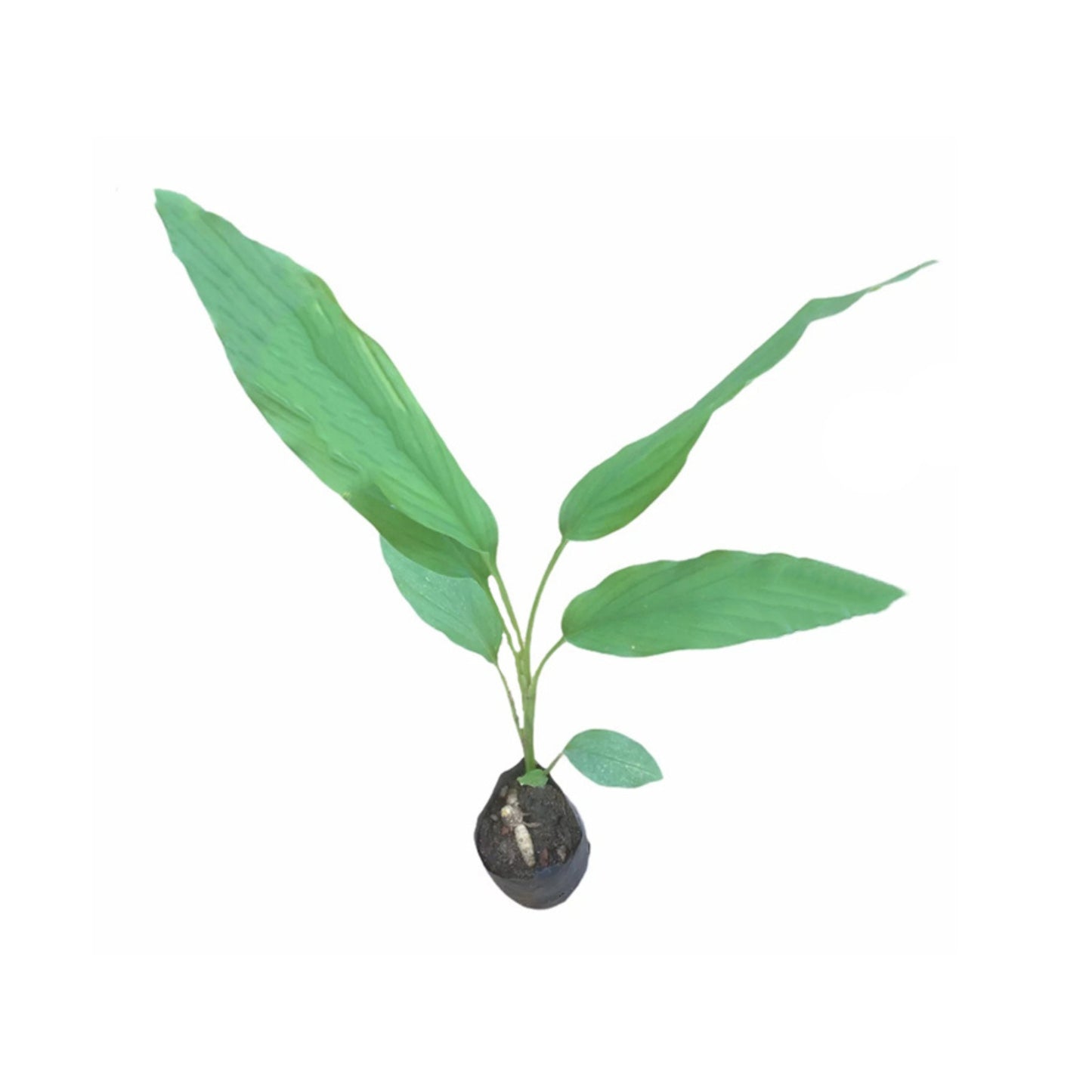 ターメリック (කහ) 薬用植物