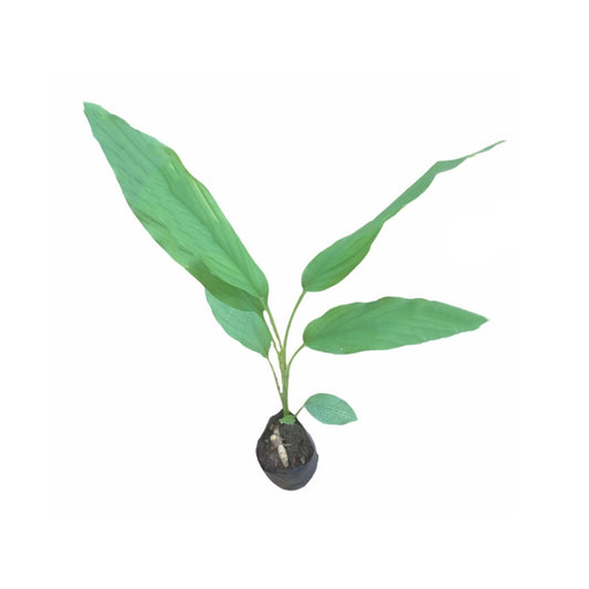 ターメリック (කහ) 薬用植物