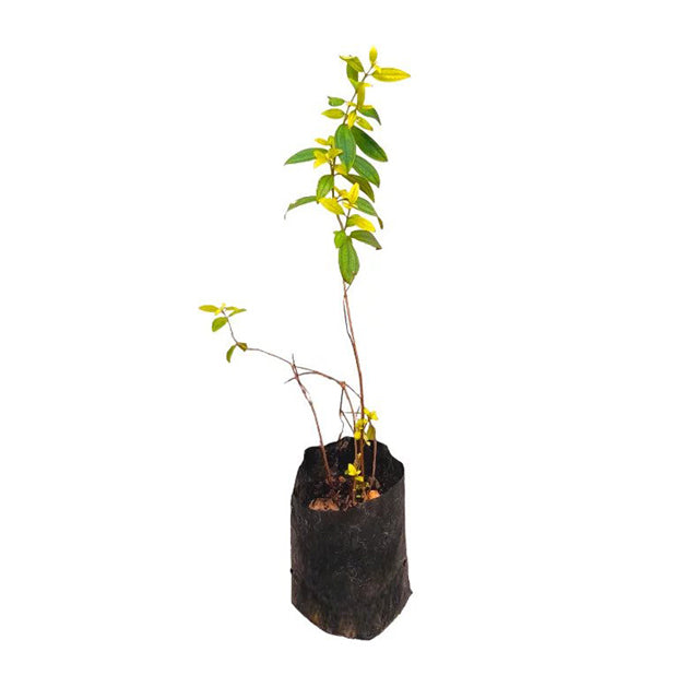 ヒーン・ボヴィティヤ (හීං බෝවිටියා) 薬用植物