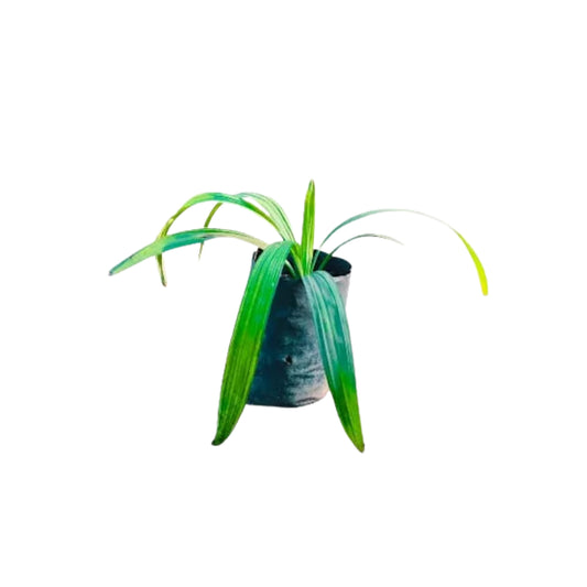 ビン タール (බිං තල්) 薬用植物