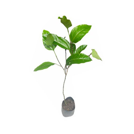 赤いパッションフルーツ (රතු පැෂන් ෆෘට් බීජ) 果物植物