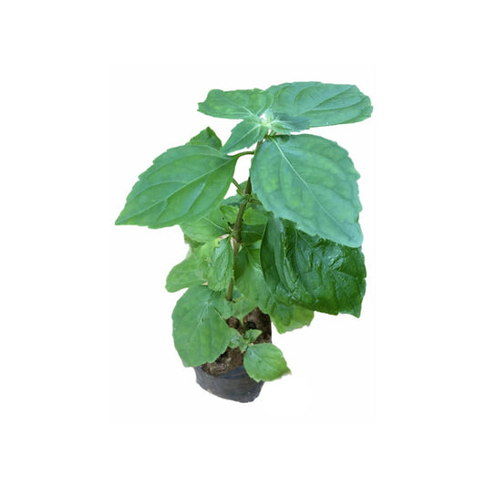 コーラン (කොල්ලං) 薬用植物