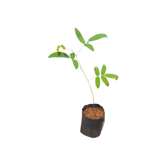プスワンナ (පුස්වැන්න) 薬用植物