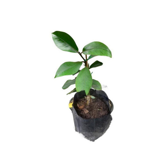 マンゴスチン (මැංගුස් බීජ පැල) 果樹