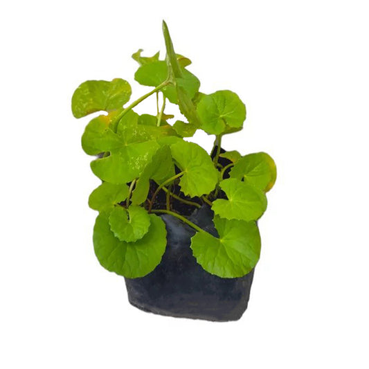 ゴツコラ () 薬用植物