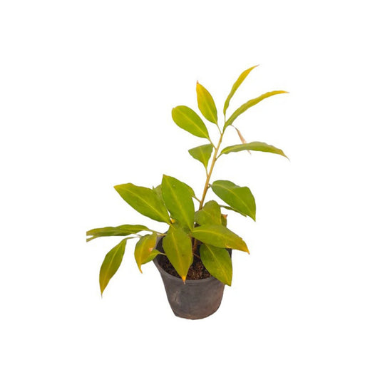 Wal Iguru (වල් ඉගුරු ලේයර්) 薬用植物
