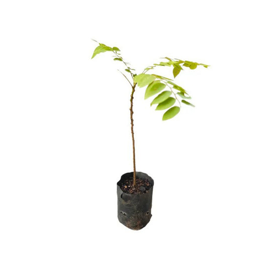 スターグーズベリー (රට නෙල්ලි) 果樹